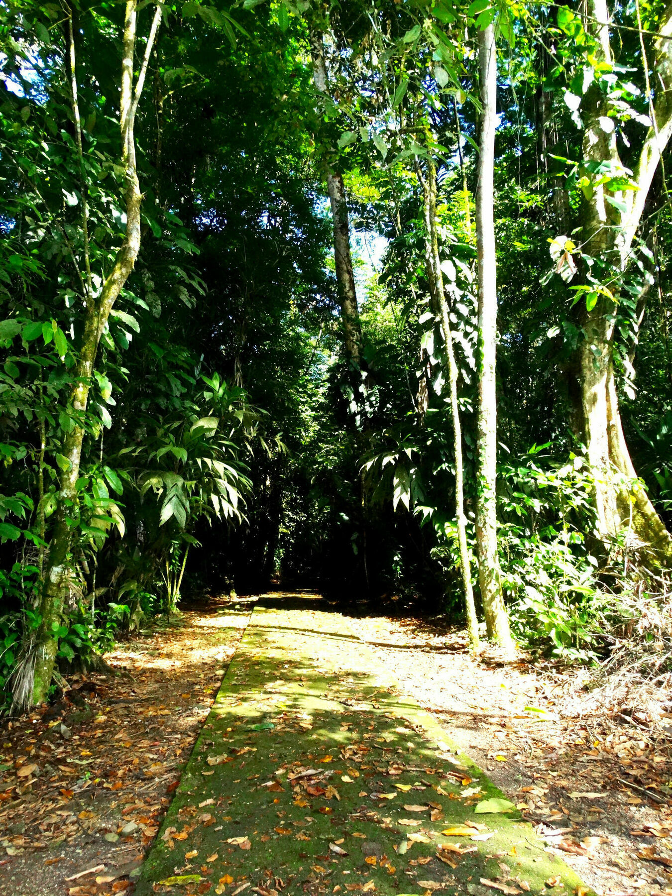 La Selva Biological Station Hotel Puerto Viejo de Sarapiqui ภายนอก รูปภาพ