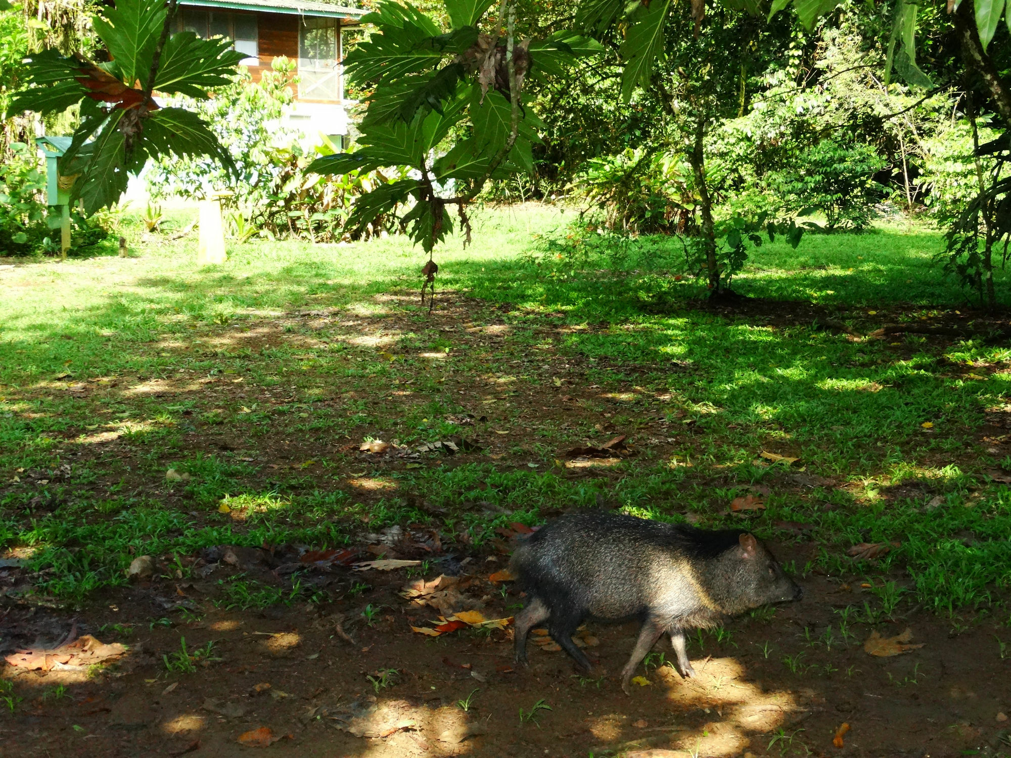 La Selva Biological Station Hotel Puerto Viejo de Sarapiqui ภายนอก รูปภาพ