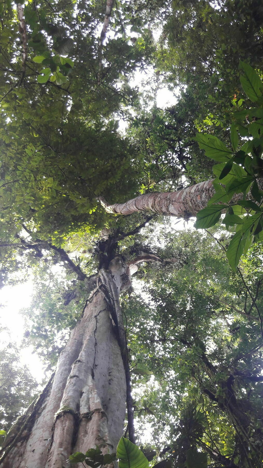 La Selva Biological Station Hotel Puerto Viejo de Sarapiqui ภายนอก รูปภาพ