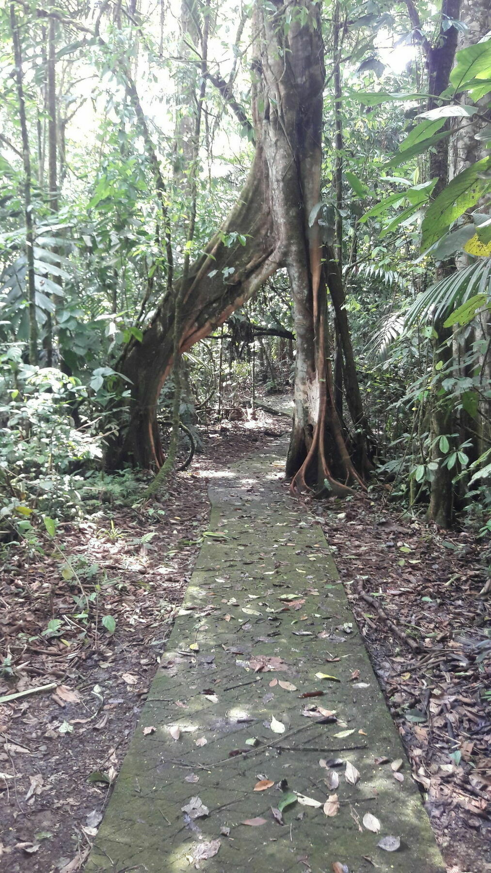 La Selva Biological Station Hotel Puerto Viejo de Sarapiqui ภายนอก รูปภาพ